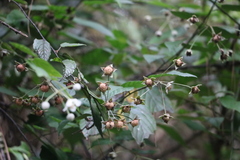 Rubus kawakamii