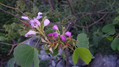 Bauhinia macranthera