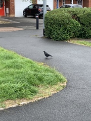 Corvus monedula