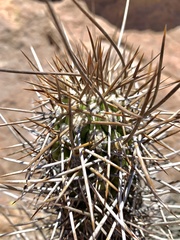 Trichocereeae