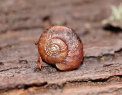 Austrorhytida glaciamans