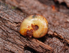 Austrorhytida glaciamans