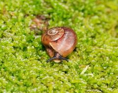 Austrorhytida glaciamans