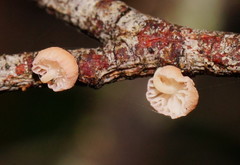 Mycena roseoflava