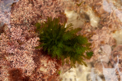 Bryopsis plumosa