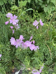 Malva moschata