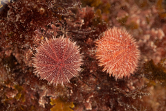 Pseudechinus magellanicus