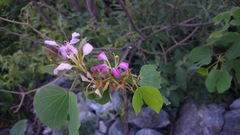 Bauhinia macranthera