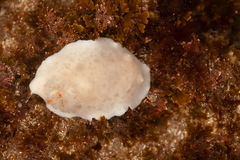 Diaulula punctuolata