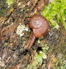 Austrorhytida glaciamans