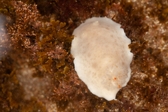 Diaulula punctuolata