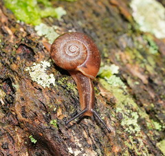 Austrorhytida glaciamans