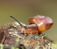Austrorhytida glaciamans