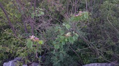 Bauhinia macranthera