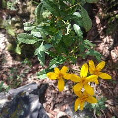 Electranthera mutica