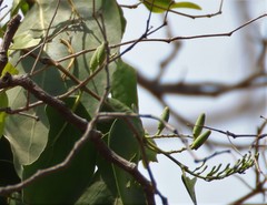 Dendrophthoe falcata