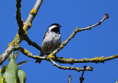 Periparus ater britannicus