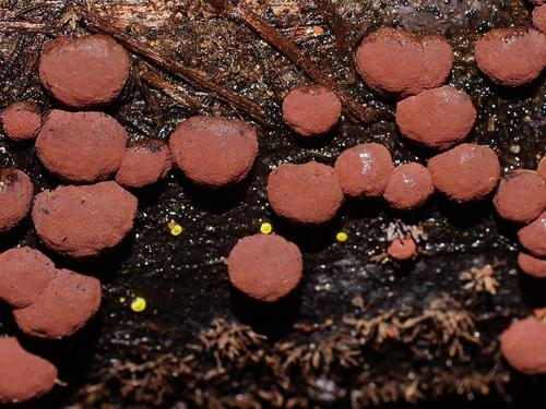 Hypoxylon howeanum