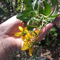 Electranthera mutica