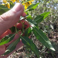 Electranthera mutica