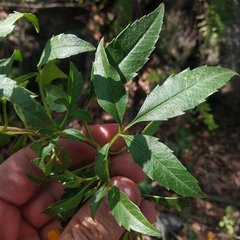 Electranthera mutica