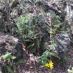 Electranthera mutica