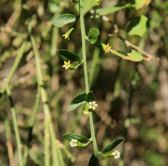 Osyridicarpos schimperianus