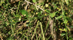 Osyridicarpos schimperianus