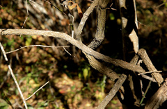 Osyridicarpos schimperianus