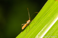 Phaenacantha