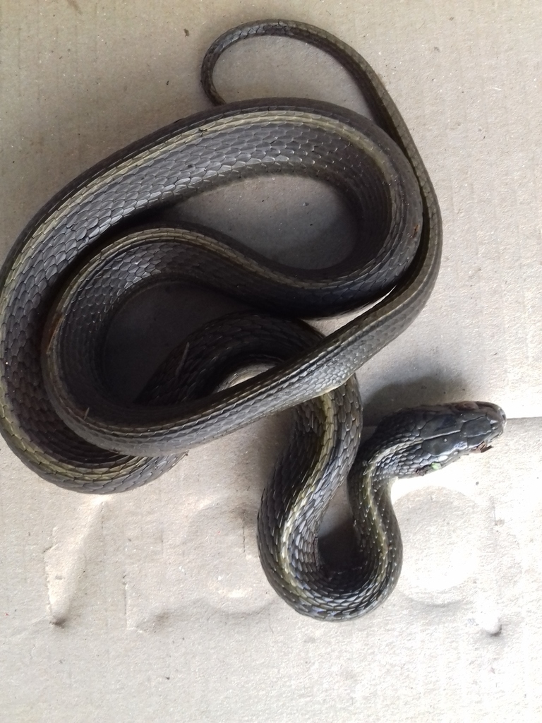 Blackbelly Garter Snake