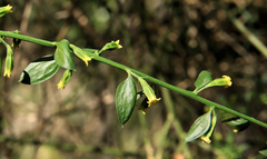 Osyridicarpos schimperianus