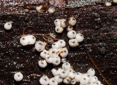 Representative image of Lasiosphaeriaceae