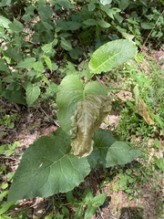 Rumex obtusifolius obtusifolius