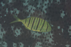 Gnathanodon speciosus