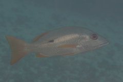 Lutjanus monostigma