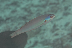 Pseudocoris yamashiroi