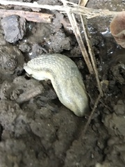 Arion fasciatus