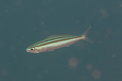 Pterocaesio trilineata