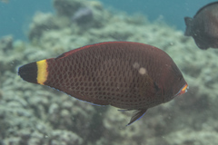 Pseudodax moluccanus