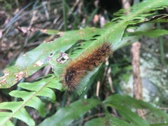 Spilarctia subcarnea