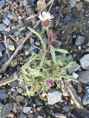 Erigeron denalii