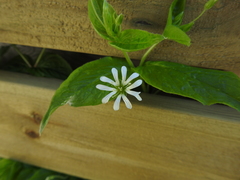 Stellaria nemorum