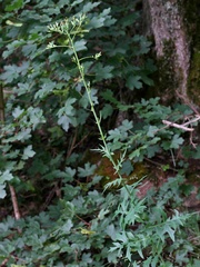 Lactuca quercina