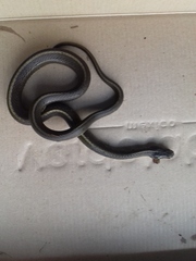 Thamnophis melanogaster