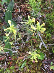 Pedicularis labradorica sulphurea