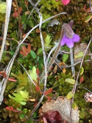 Pinguicula villosa