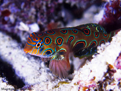 Synchiropus picturatus