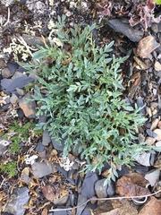 Podistera yukonensis