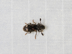 Eucorynus crassicornis